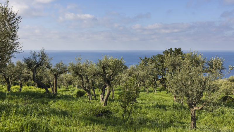 Presentato il programma delle Giornate FAI d’Autunno 2023 in Campania. Ad Anacapri tour alla scoperta della Tenuta Pino de’ Monaci