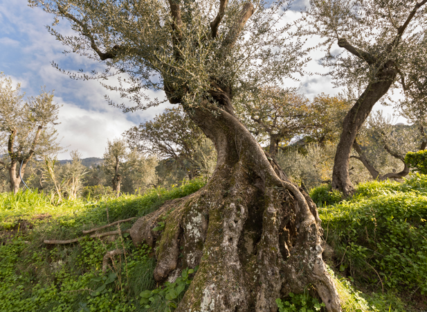 L’isola di Capri protagonista delle Giornate Fai d’autunno: visita alla tenuta Pino de’ Monaci ad Anacapri