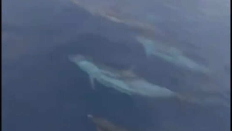 Lo spettacolo dei delfini nel mare di Capri per salutare l’arrivo del nuovo anno (video)