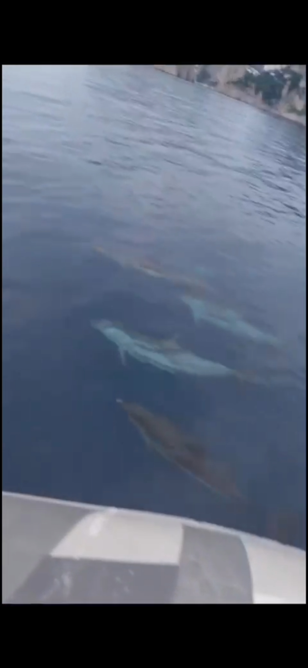 Lo spettacolo dei delfini nel mare di Capri per salutare l’arrivo del nuovo anno (video)