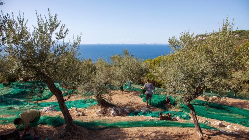 Progetto di valorizzazione degli olivi di Anacapri, workshop del Fai e importante scoperta: ad Anacapri esemplari di alberi millenari