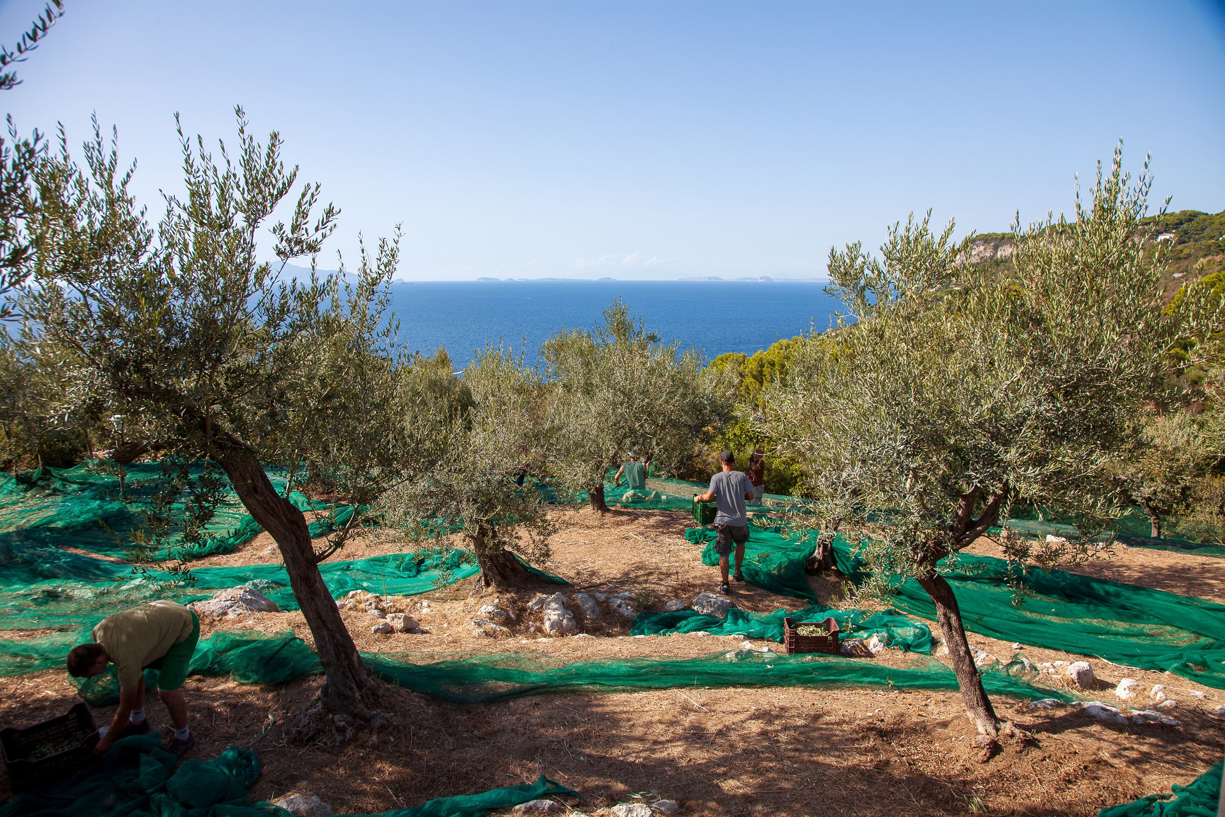 Progetto di valorizzazione degli olivi di Anacapri, workshop del Fai e importante scoperta: ad Anacapri esemplari di alberi millenari