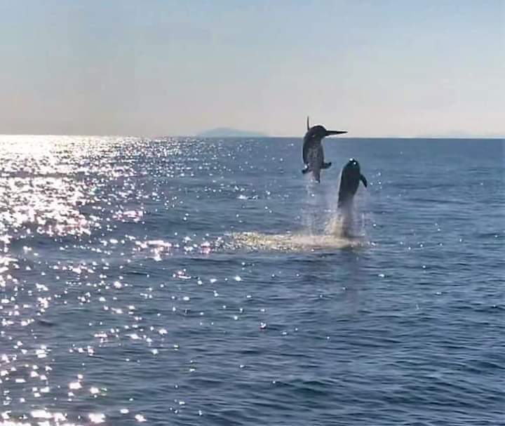 Dolphin Watching, conoscerli e proteggerli meglio: un corso ad hoc nel mare tra Sorrento e Capri