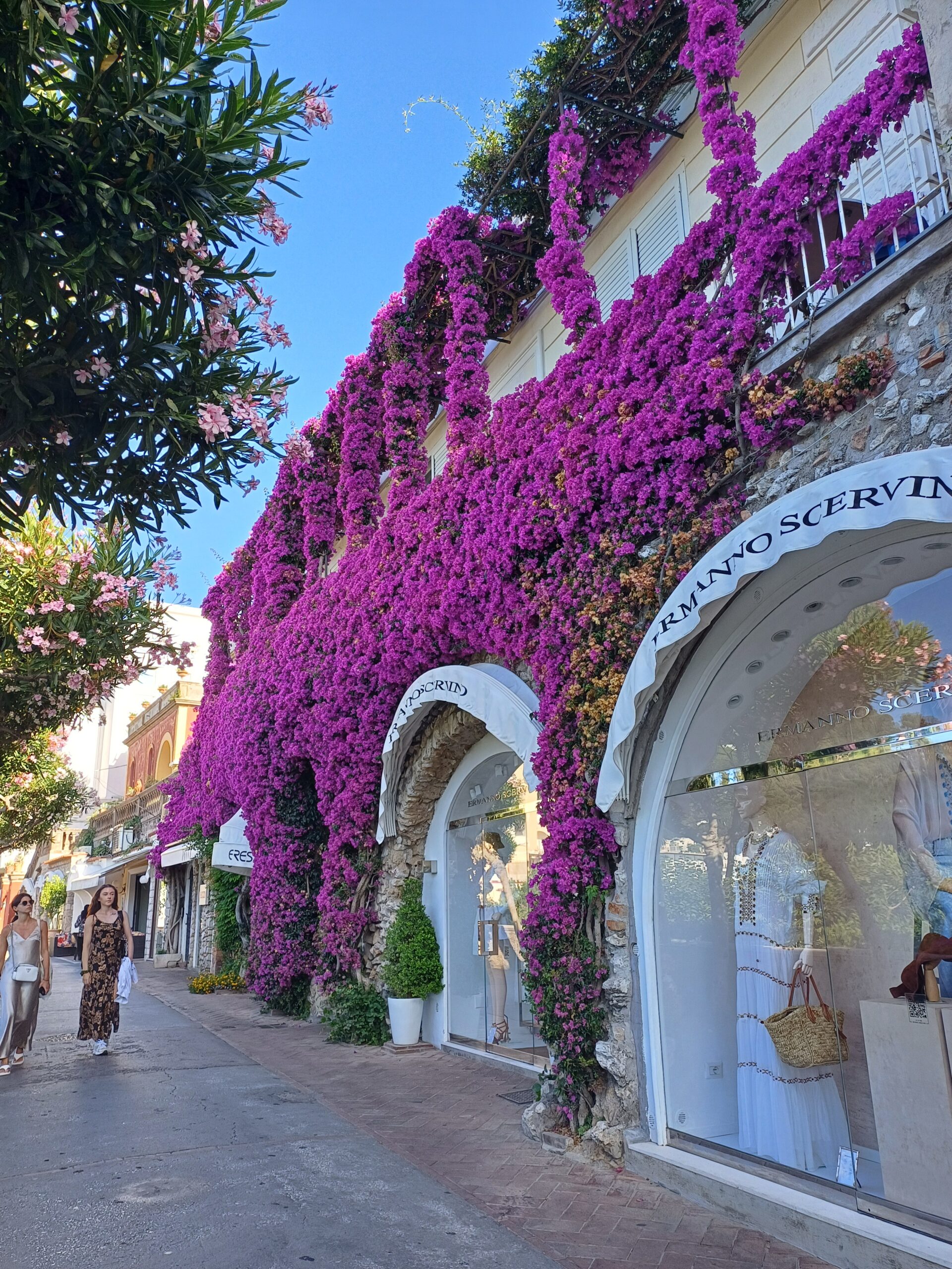 La bellissima bougainvillae di via Camerelle nel pieno del suo splendore: attrazione per i turisti (photogallery e video)