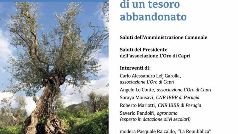 Gli olivi secolari di Capri, la riscoperta di un tesoro abbandonato