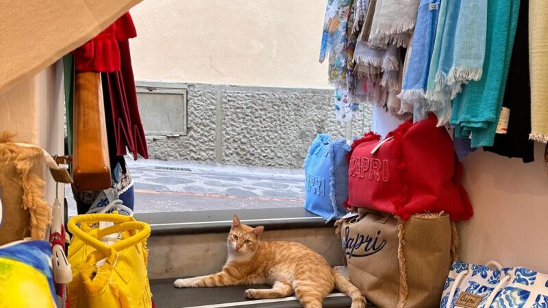 Cane azzanna e uccide gattino nel centro di Capri, i proprietari sanzionati e denunciati