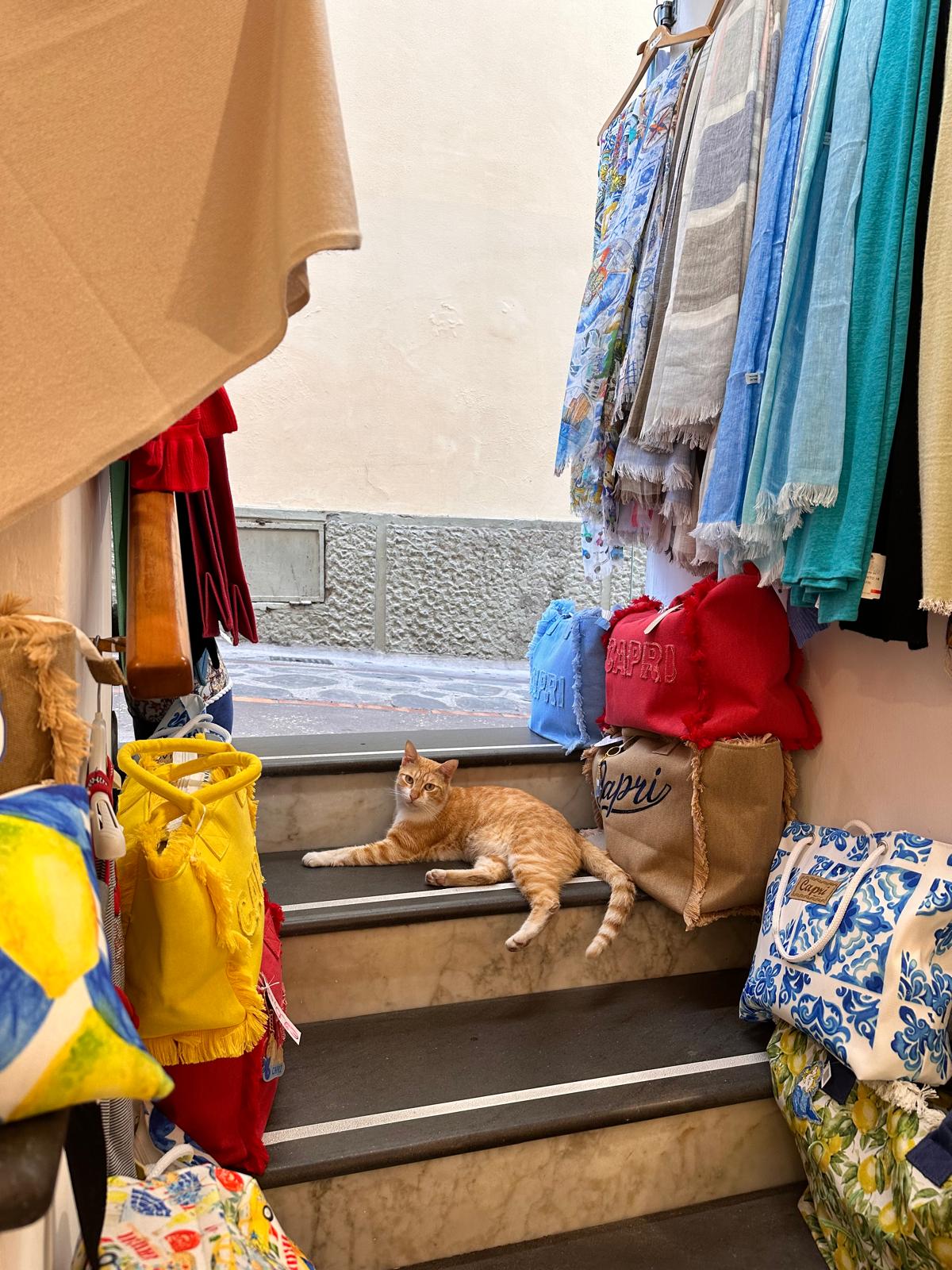 Cane azzanna e uccide gattino nel centro di Capri, i proprietari sanzionati e denunciati