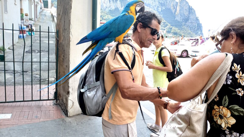 Curiosità: turista in vacanza a Capri con un bellissimo pappagallo sulla spalla (photogallery)