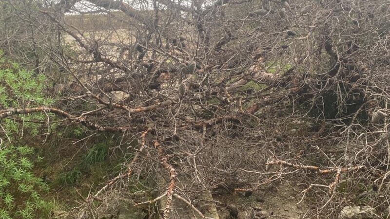 Maltempo a Capri: cade un albero sul belvedere (photogallery)