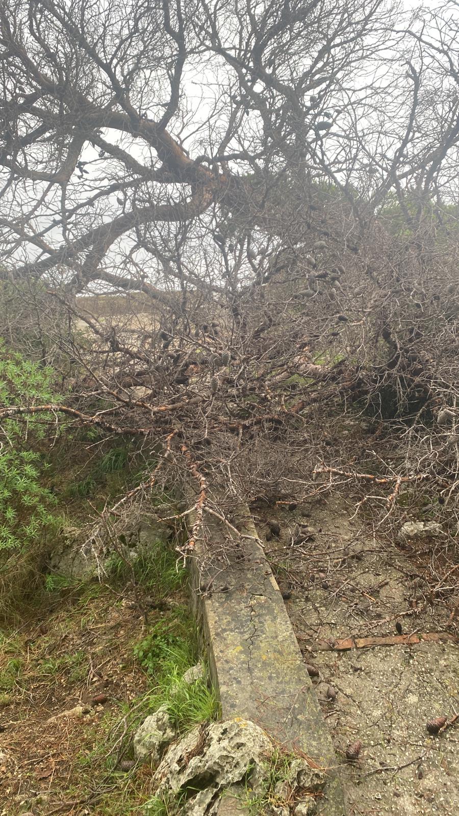 Maltempo a Capri: cade un albero sul belvedere (photogallery)