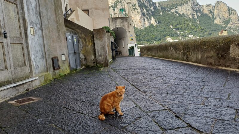 “Borgo di Santa Teresa in festa”: un’intera giornata a Capri all’insegna di musica, mestieri antichi, tradizioni e visite guidate. Il programma della manifestazione