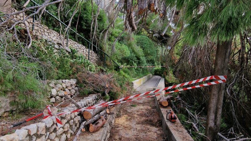 Ordinanza del sindaco di Capri dopo la caduta dei pini al Pizzolungo: i proprietari dovranno mettere in sicurezza la zona ed eliminare i fusti crollati