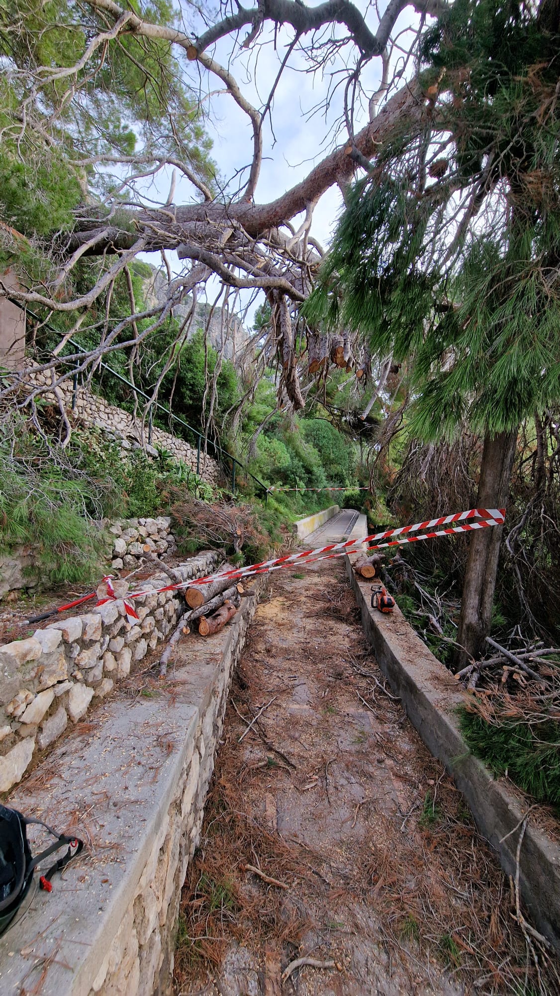 Cade un grosso albero a Capri in via Pizzolungo