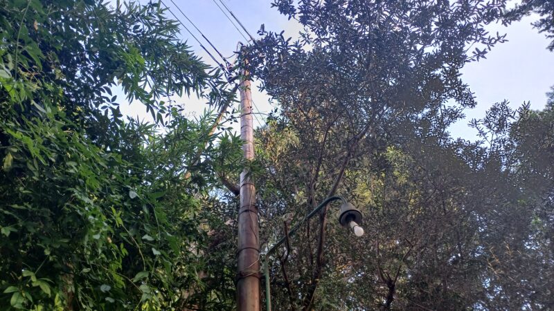 Alberi e rami su pali della luce e cavi della rete elettrica, ordinanza del Comune di Capri: “Provvedere a potature e sfoltimento ed eliminare situazioni di pericolo”