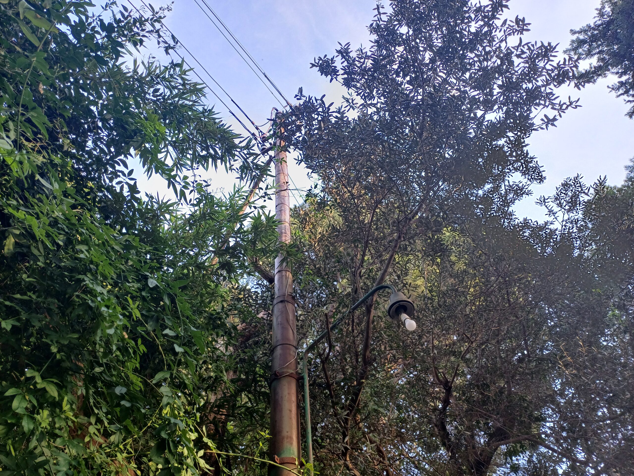 Alberi e rami su pali della luce e cavi della rete elettrica, ordinanza del Comune di Capri: “Provvedere a potature e sfoltimento ed eliminare situazioni di pericolo”