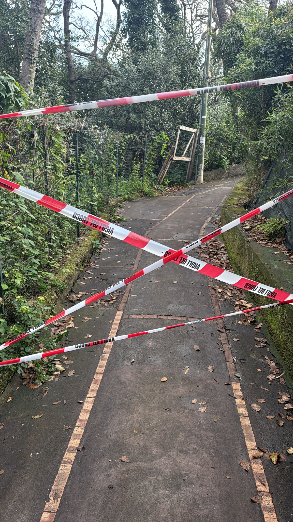 Albero pericolante, disposta la chiusura di un tratto di via Moneta. Ordinanza della Polizia Municipale di Capri