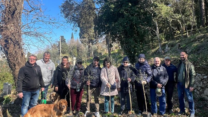 Piantati diciotto nuovi olivi nel fondo Steinhart di Anacapri (photogallery)