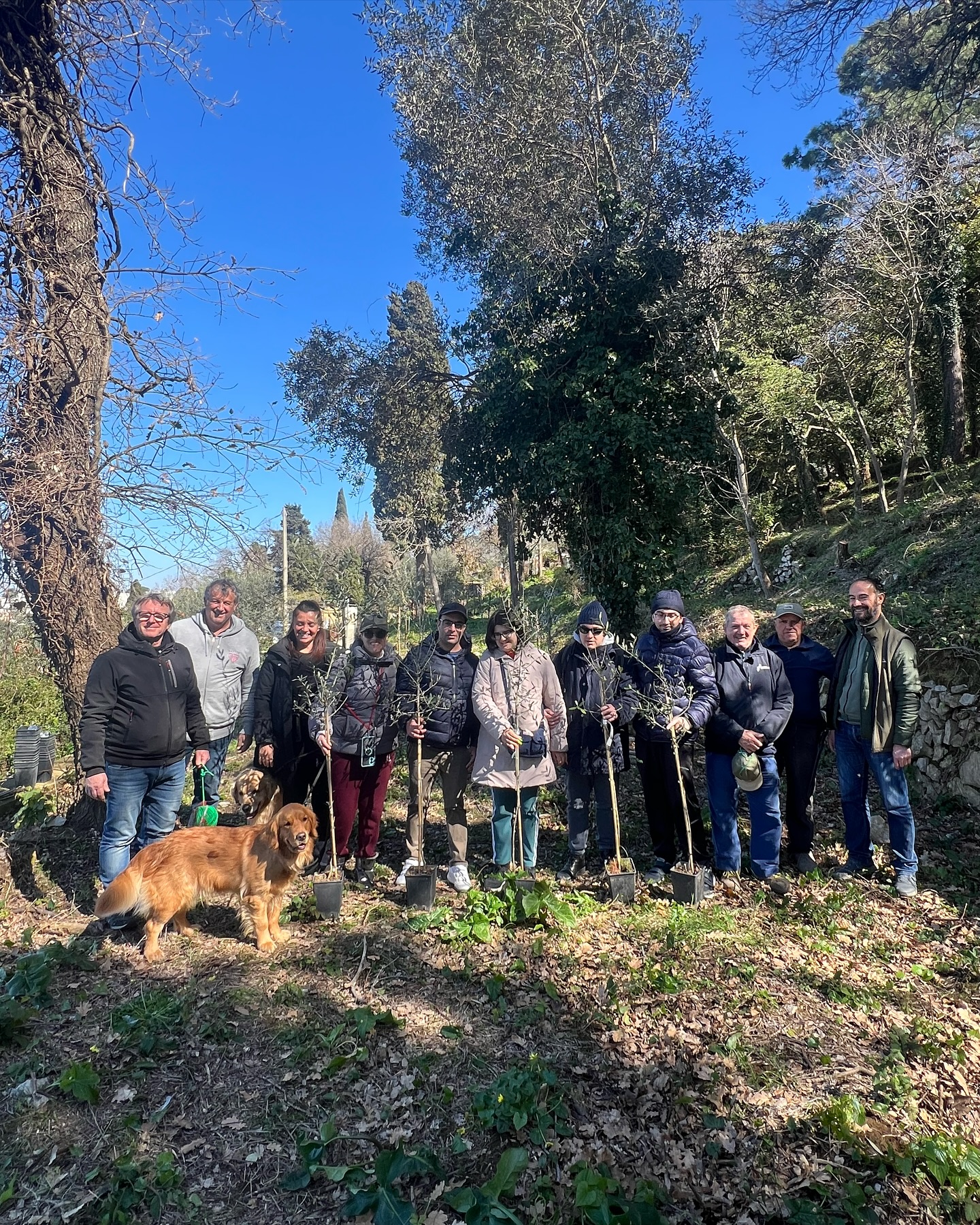 Piantati diciotto nuovi olivi nel fondo Steinhart di Anacapri (photogallery)