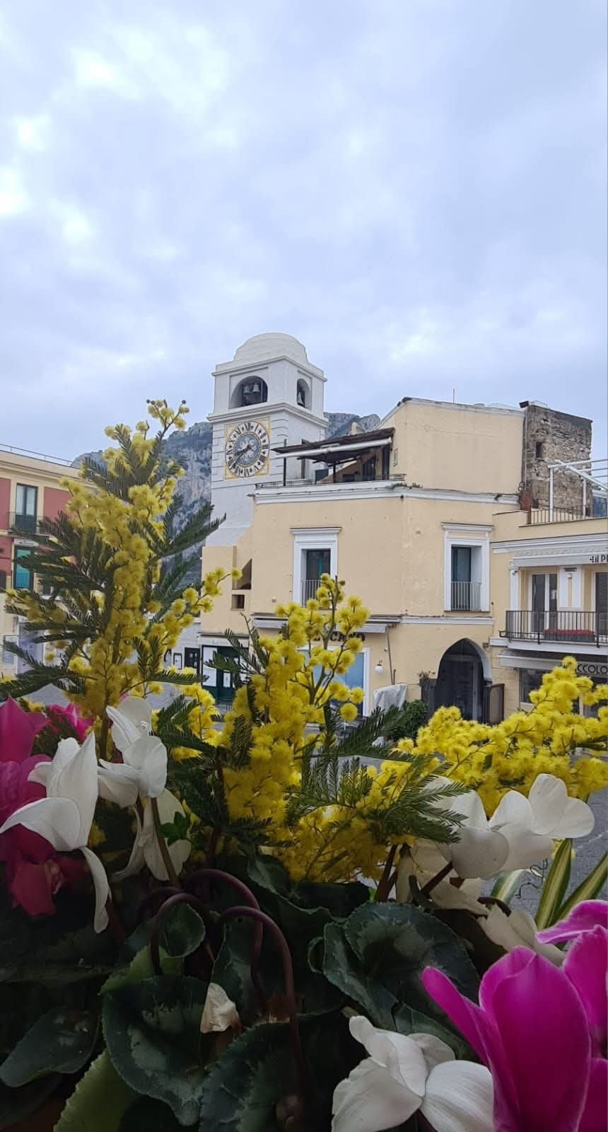 8 marzo: mimose nella Piazzetta di Capri, il messaggio del sindaco Falco